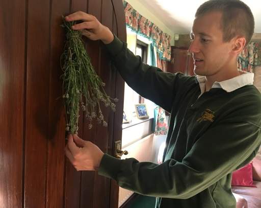 Putting lavender up in the home
